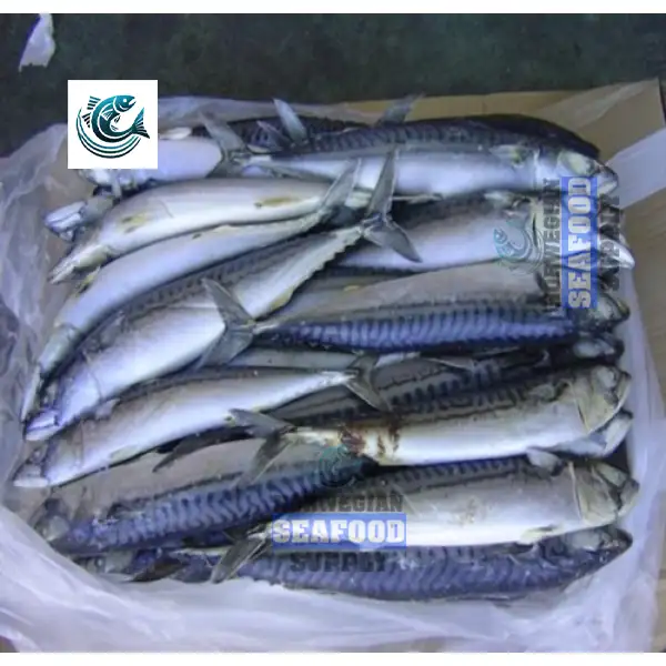 Atlantic Horse Mackerel Fish